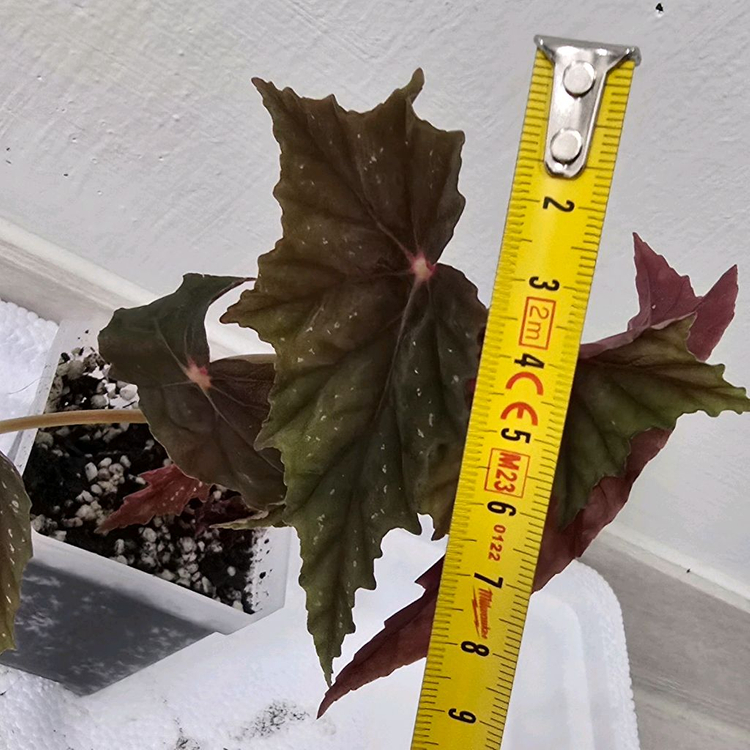 베고니아 루바게이--1