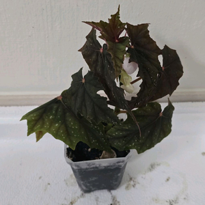 베고니아 루바게이