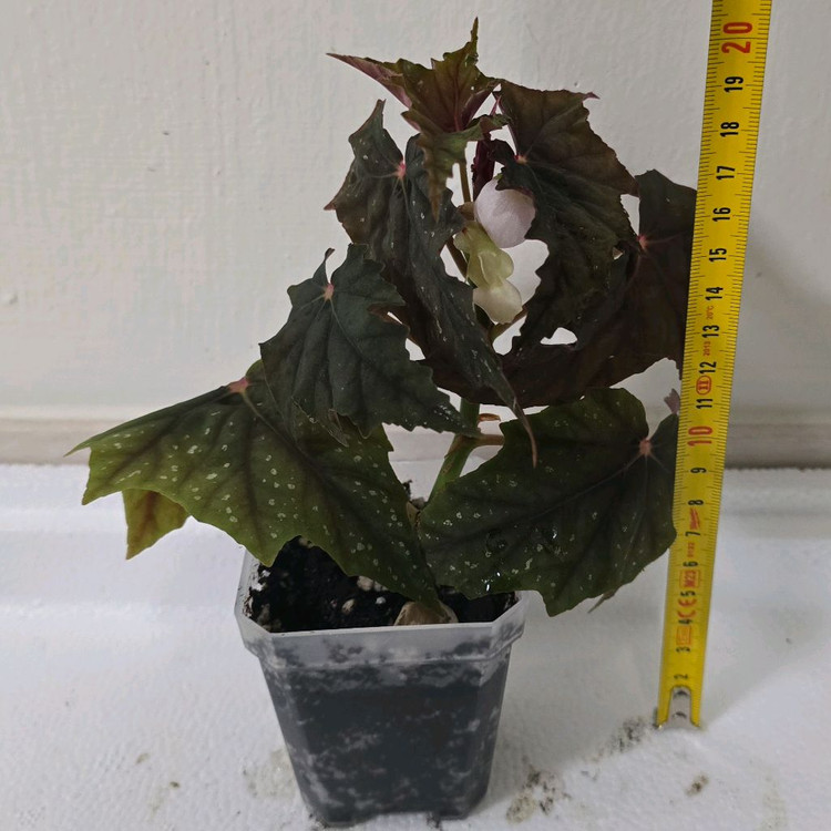 베고니아 루바게이--1