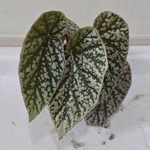 베고니아 스노우캡