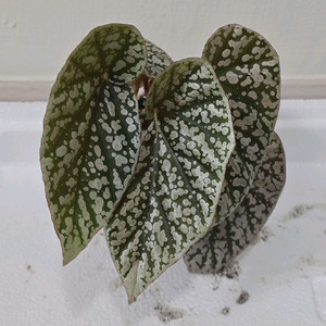 베고니아 스노우캡