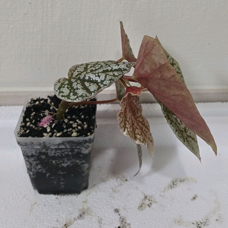 베고니아 스노우캡--1