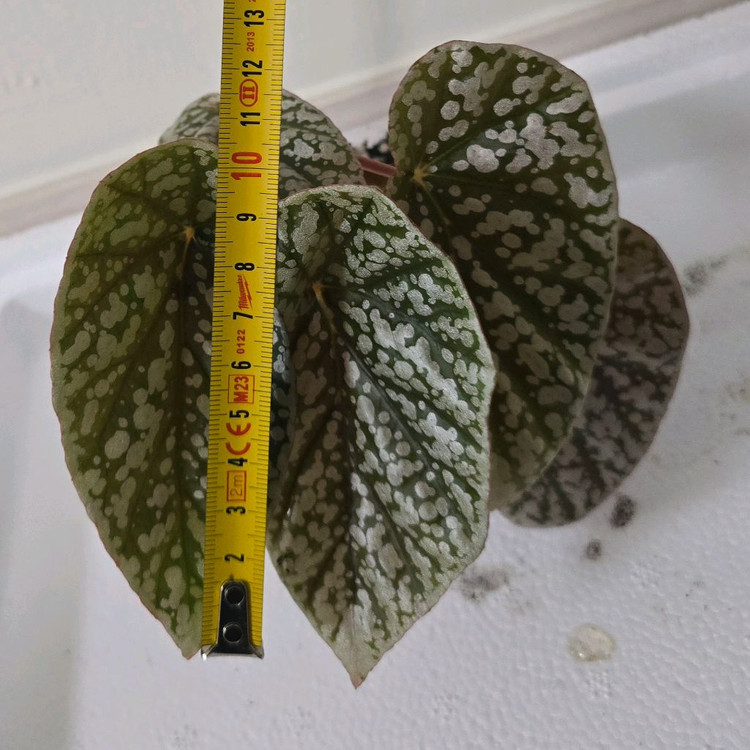 베고니아 스노우캡--2