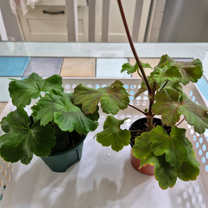 심카리스마 여름의사치 제라늄