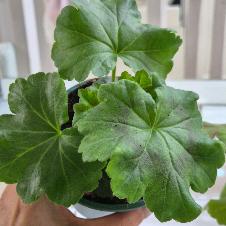 심카리스마 여름의사치 제라늄--1