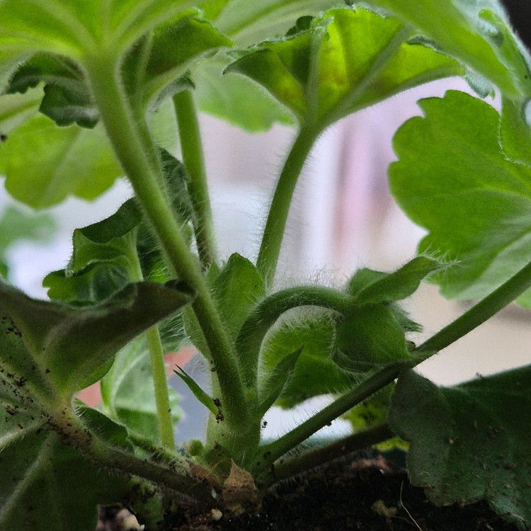 심카리스마 여름의사치 제라늄--2