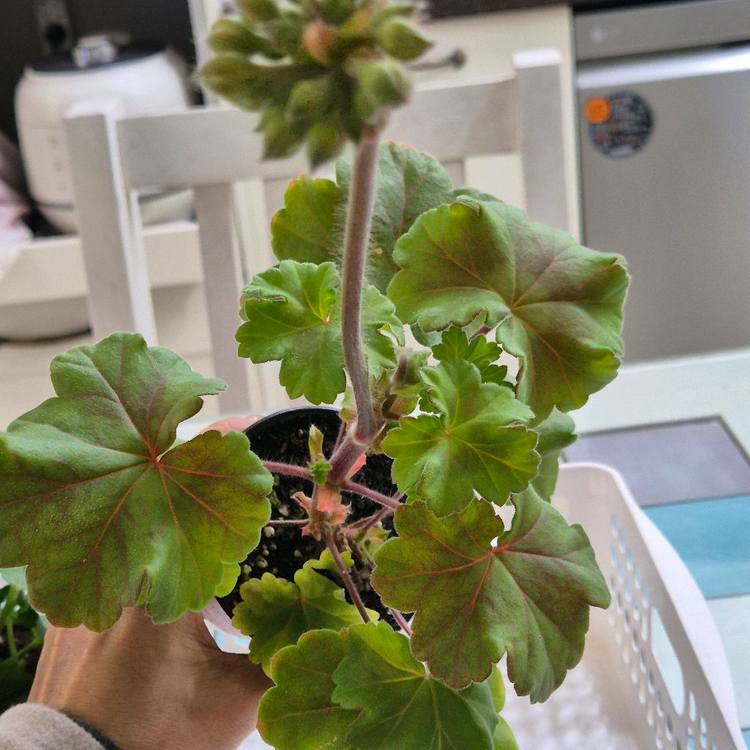 심카리스마 여름의사치 제라늄--3