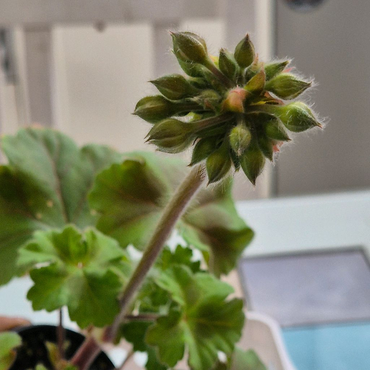 심카리스마 여름의사치 제라늄--5