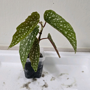 베고니아 타마야