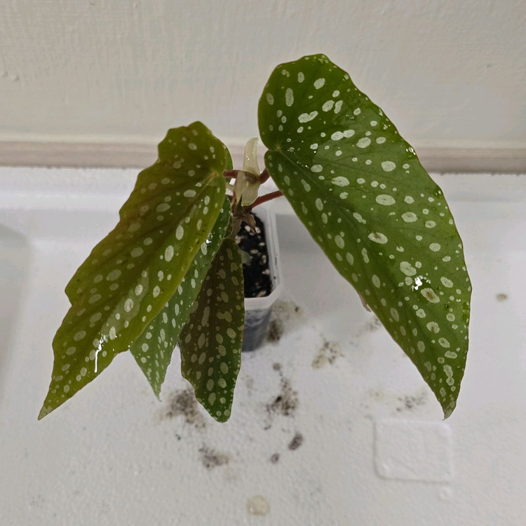 베고니아 타마야--1