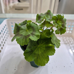 UG프로방스 제라늄