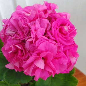 제라늄 라라하모니 꽃대있음 ,러