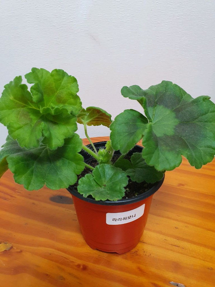 제라늄 라라하모니 꽃대있음 ,러--1