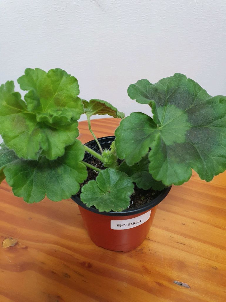 제라늄 라라하모니 꽃대있음 ,러--2