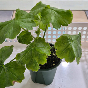 UG라이벌 제라늄