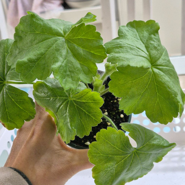 UG라이벌 제라늄--1