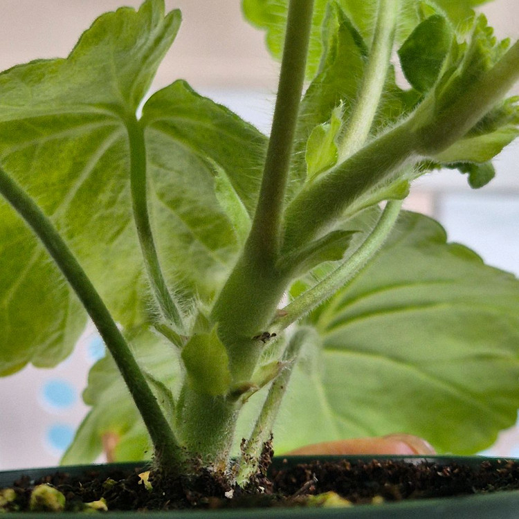 UG라이벌 제라늄--2