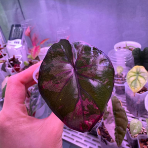 알로카시아 세렌디피티 바리에가타 자구묘