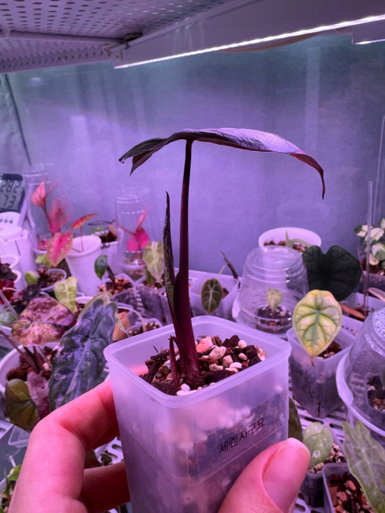 알로카시아 세렌디피티 바리에가타 자구묘--1