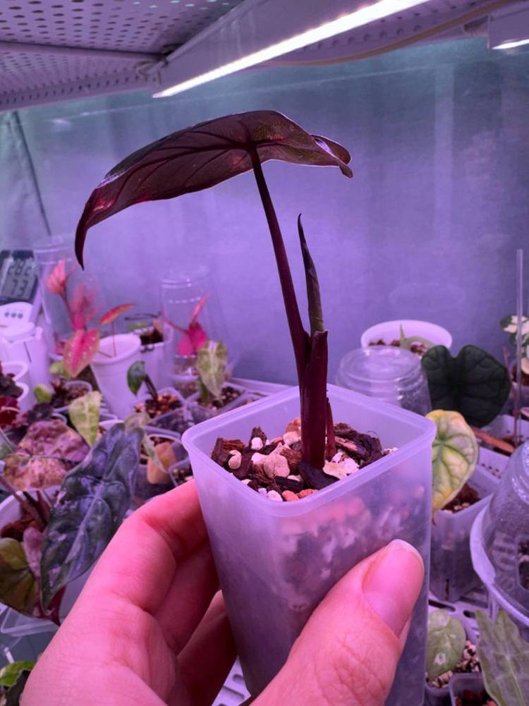 알로카시아 세렌디피티 바리에가타 자구묘--2