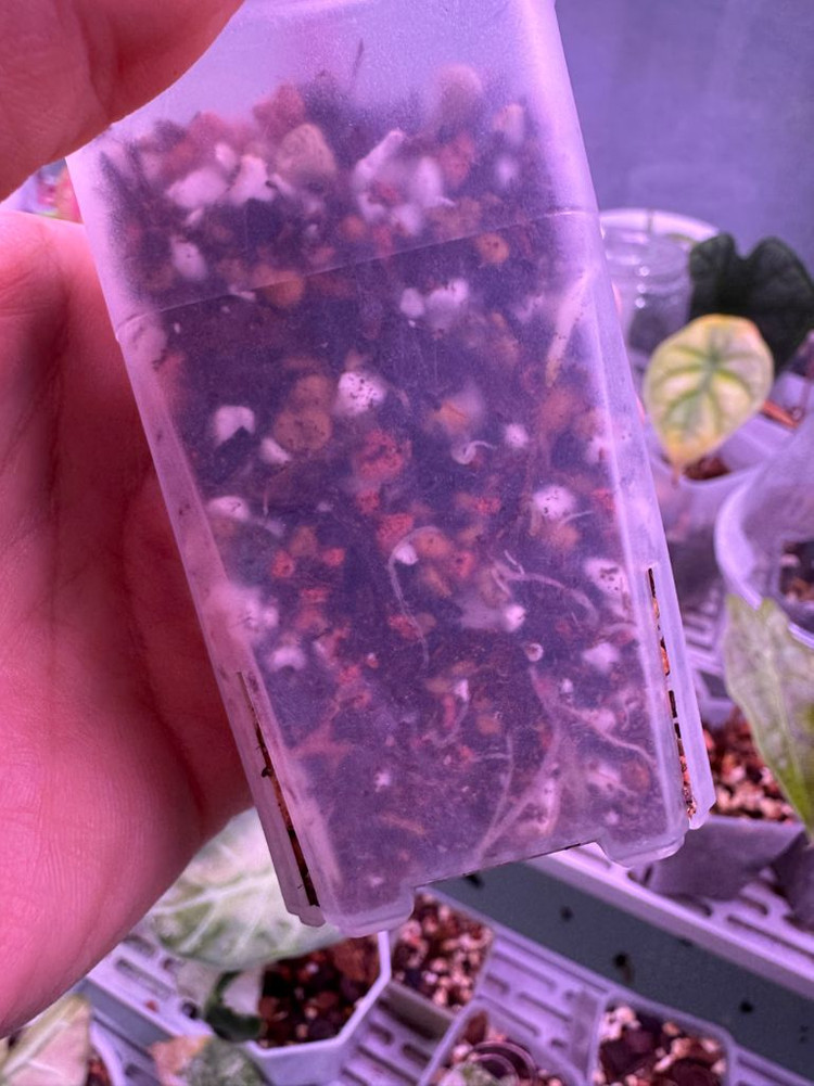 알로카시아 세렌디피티 바리에가타 자구묘--3