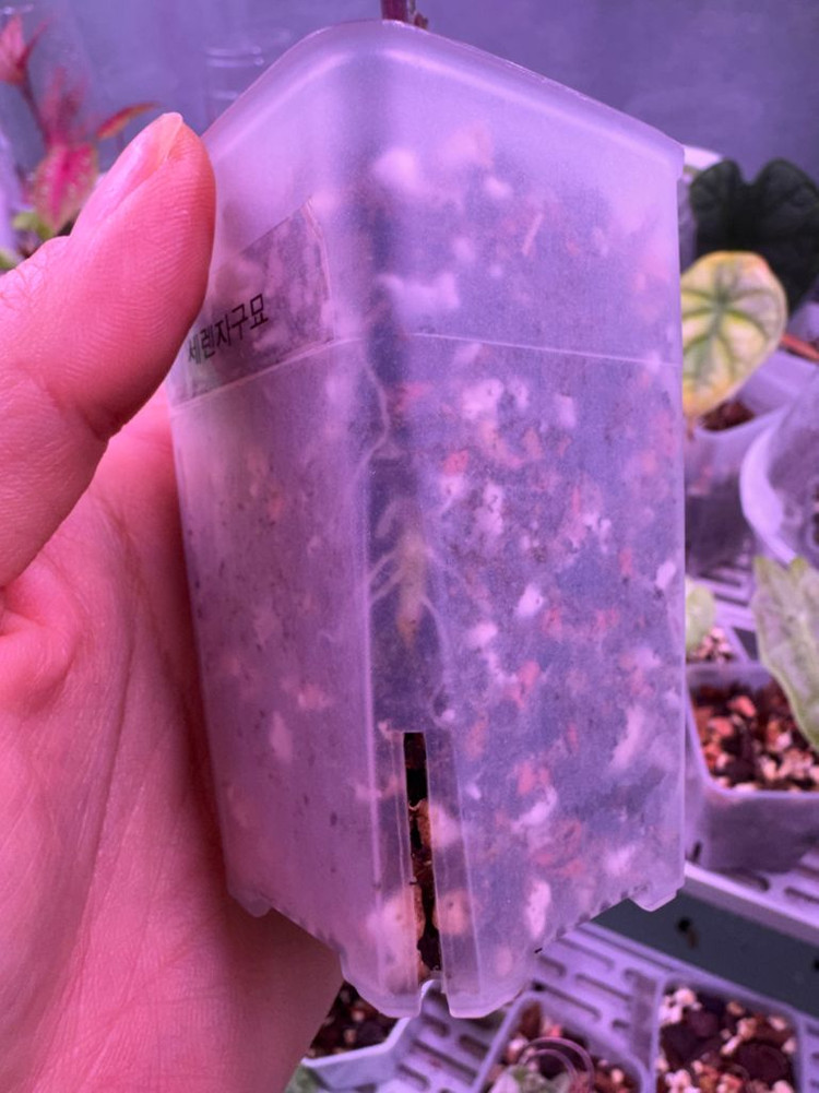 알로카시아 세렌디피티 바리에가타 자구묘--4