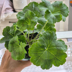 IV파리의가을 제라늄