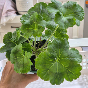 IV파리의가을 제라늄