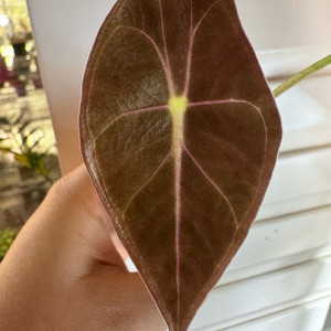 왓소니아나 핑크베인