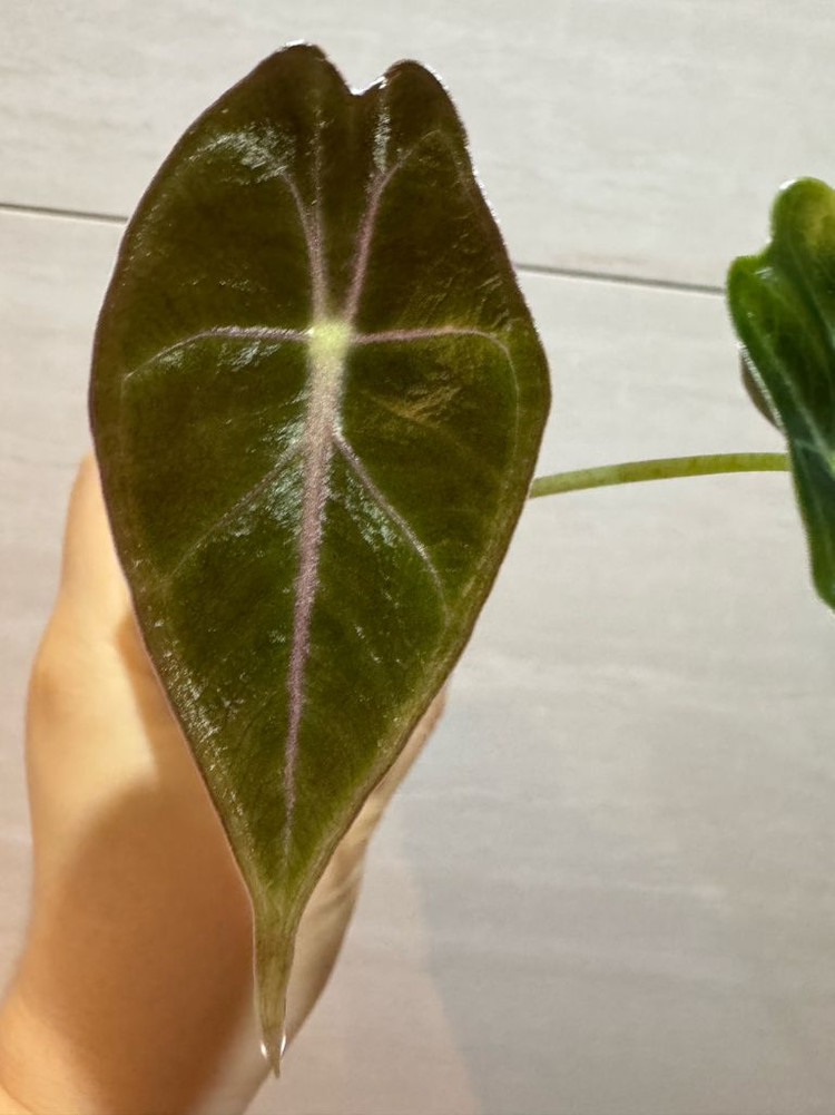 왓소니아나 핑크베인--1