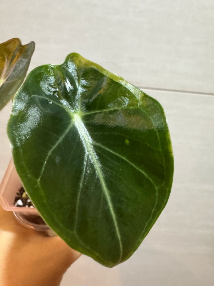 왓소니아나 핑크베인--2