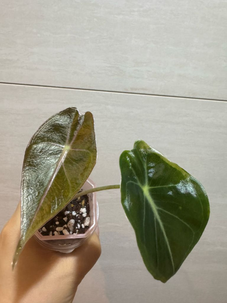 왓소니아나 핑크베인--3