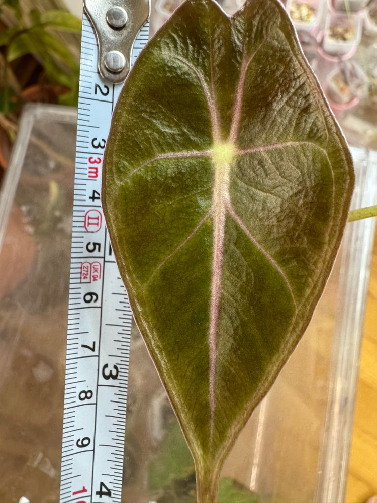 왓소니아나 핑크베인--6