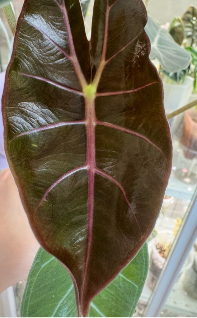 왓소니아나 핑크베인--7