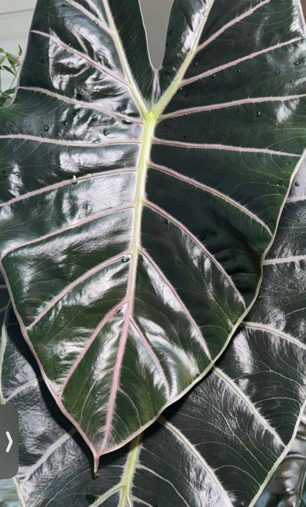 왓소니아나 핑크베인--8