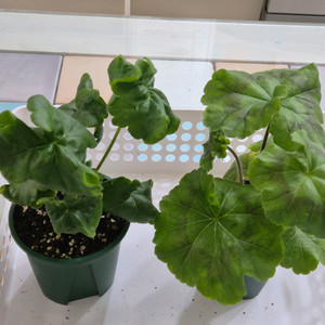 노스텔지어 심전설 제라늄