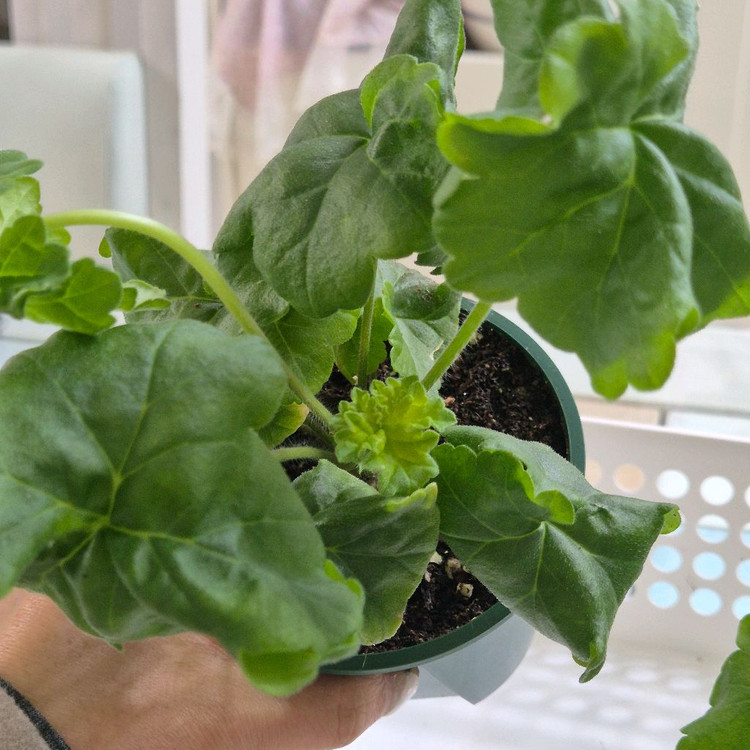 노스텔지어 심전설 제라늄--1