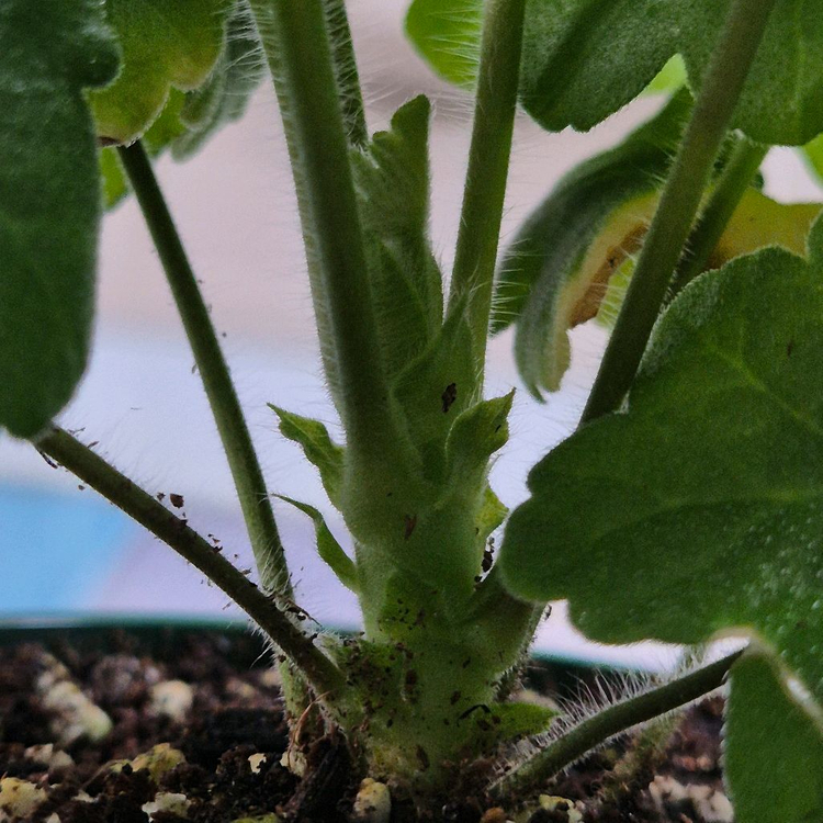 노스텔지어 심전설 제라늄--2