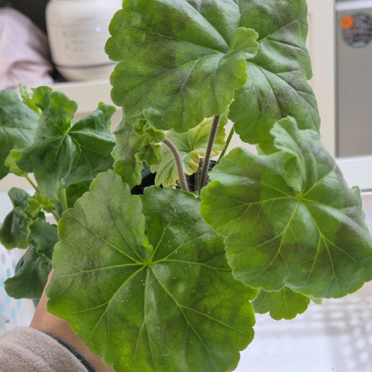 노스텔지어 심전설 제라늄--3