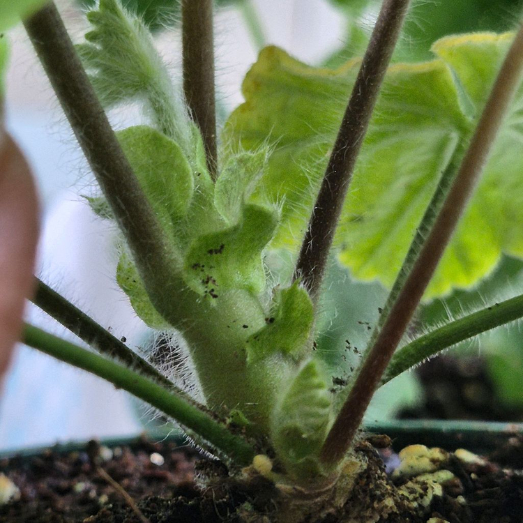 노스텔지어 심전설 제라늄--4