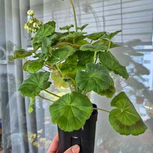 제라늄 다나에 대품