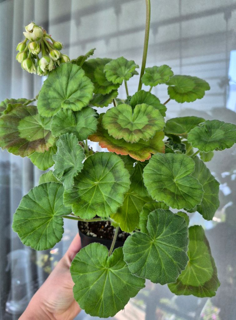 제라늄 다나에 대품--1