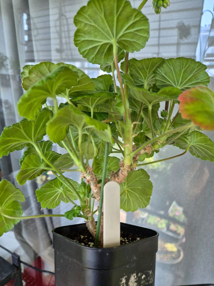 제라늄 다나에 대품--2