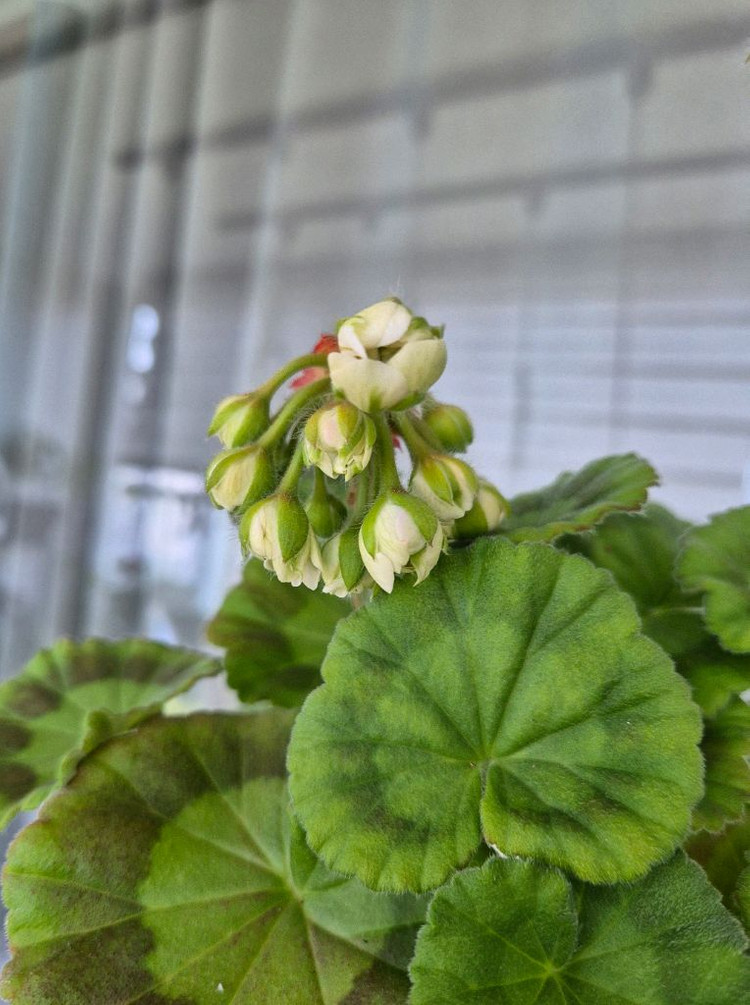 제라늄 다나에 대품--3