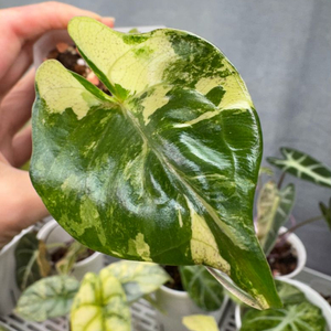 무천이 알로카시아 스팅레이 바리에가타(큰사이즈)