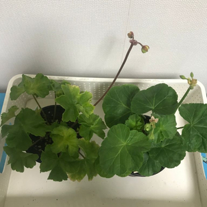 제라늄 MrS저녁의 나이팅게일,Hi글로리아