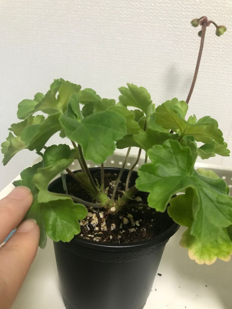 제라늄 MrS저녁의 나이팅게일,Hi글로리아--1