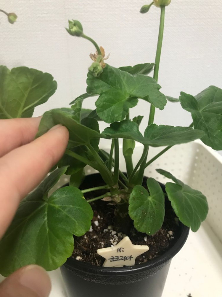 제라늄 MrS저녁의 나이팅게일,Hi글로리아--2