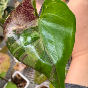 무천이 알로카시아 스팅레이 대왕자구묘