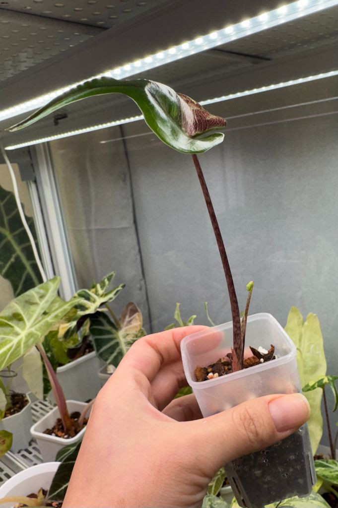 무천이 알로카시아 스팅레이 대왕자구묘--1